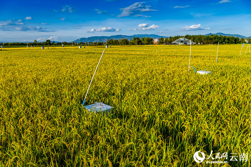 科技助力下,洱海之畔的田园“丰”景。赵渝摄