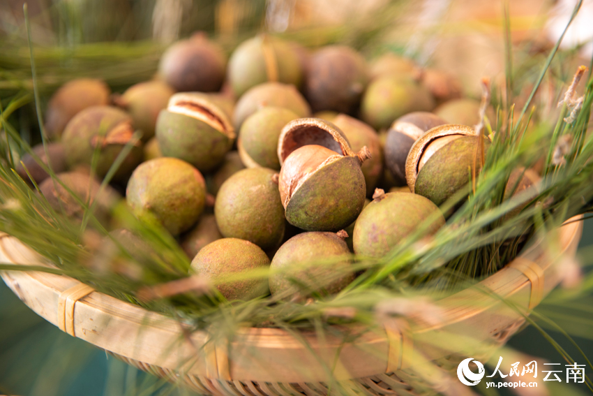 “云品出滇”重要成果——临沧产澳洲坚果。人民网 虎遵会摄
